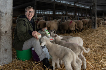 Elderly female farmer feeding lambs bottles of milk © Lisa Oehlert