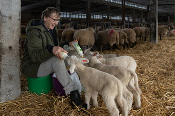 Elderly female farmer feeding lambs bottles of milk © Lisa Oehlert