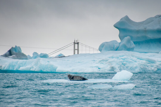 a seal chilling on a floating iceberg in j&ouml;kuls&aacute;rl&oacute;n in iceland