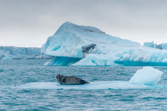 a seal chilling on a floating iceberg in j&ouml;kuls&aacute;rl&oacute;n in iceland