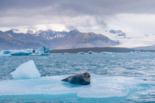 a seal chilling on a floating iceberg in j&ouml;kuls&aacute;rl&oacute;n in iceland