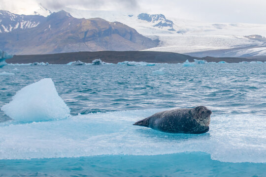 a seal chilling on a floating iceberg in j&ouml;kuls&aacute;rl&oacute;n in iceland