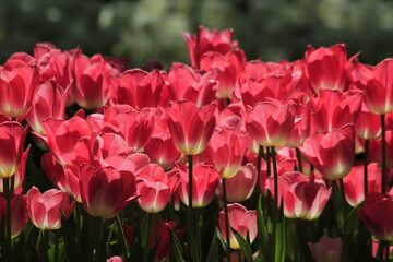 pink tulips in the garden