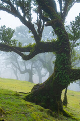 Twisted trees in the fog in Fanal Forest on the Portuguese island of Madeira. Huge, moss-covered trees create a dramatic, scared landscape