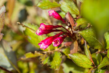 Blooming Weigel flowers, floral background. Selective focus at the central flowers.
