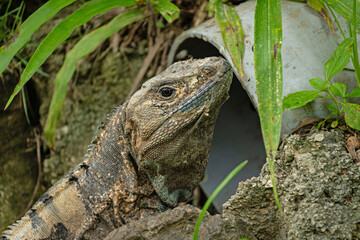 portrait of an iguana in Costa Rica