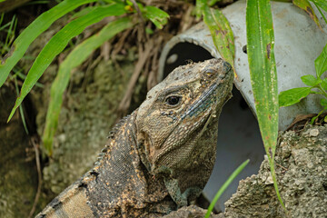 portrait of an iguana in Costa Rica