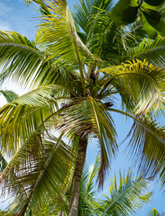 Fototapeta premium palm trees at the beach in Samara in Costa Rica