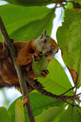 variegated Squirrel in a tree in samara in Costa Rica