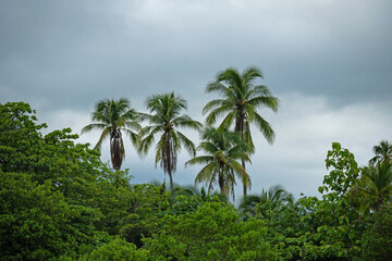 Naklejka premium palm trees at the beach in Samara in Costa Rica