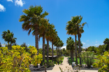 Egzotyczny ogród z palmami, niebieskie niebo z chmurami, krajobraz wyspy Lanzarote, tapeta, tło © anettastar