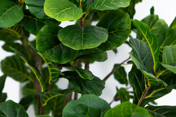 a close up of a plant with green leaves