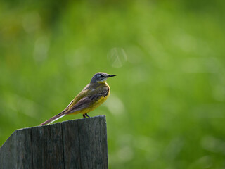 Yellow Wagtail (Motacilla flava) perched on a fence post