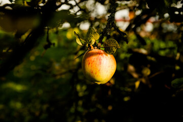 Obraz premium Ripe Apples in Orchard ready for harvesting, yellow fruit, tree branch, agriculture concept.Autumn seasonal harvest. ripe apples on a branch in the garden. Organic farming, gardening.