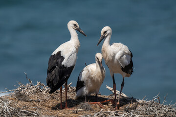 Fototapeta premium White storks' nest on the cliffs, Ciconia ciconia, Alentejo, Portugal