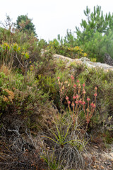 Drosophyllum lusitanicum planta carnívora endémica ibérica, Andalucía, España