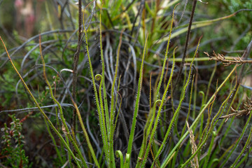 Drosophyllum lusitanicum planta carnívora endémica ibérica, Andalucía, España
