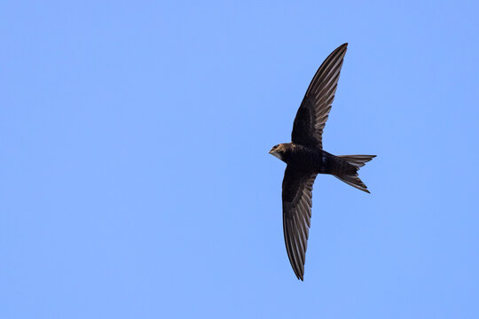 Jerzyk (Apus apus)