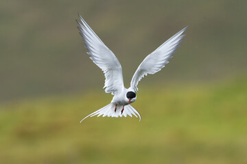 Arctic tern - Sterna paradisaea - with spread wings in flight at green background. Photo from Snaefellsnes Penisula in Iceland. The Arctic tern is famous for its migration.