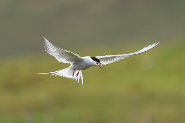 Arctic tern - Sterna paradisaea - with spread wings in flight at green background. Photo from Snaefellsnes Penisula in Iceland. The Arctic tern is famous for its migration.