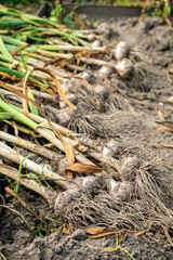 Freshly Harvested Garlic Plants on Soil. Vertical photo