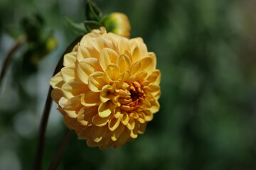 Eine Schönheit in meinem Garten, die Dahlie