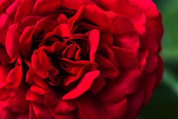 Red rose flower details, macro photo with selective soft focus