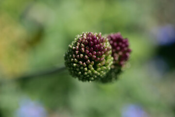 Knospen eines Spitzlauchs