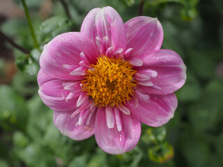 Fototapeta premium Schöne Dahlie