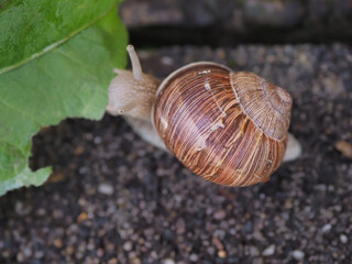Weinbergschnecke frisst grünes Blatt