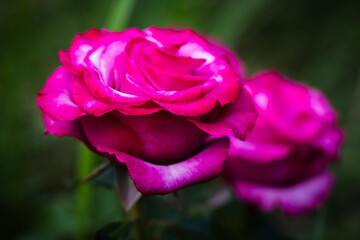 Purple roses close-up photo with soft focus