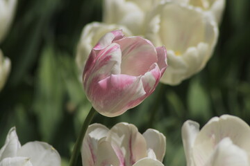 pink and white tulips