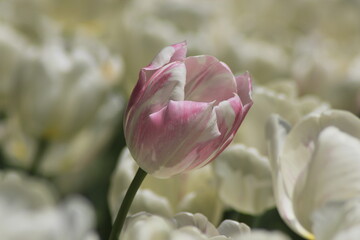pink and white tulips