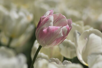 pink and white tulips
