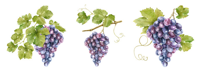 Set of bunch red grapes with leaves. Grapevine. Isolated watercolor illustrations. For the design of labels of wine, grape juice and cosmetics, wedding cards, stationery, greetings cards © Fedulova_art