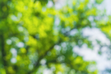 Horizontal shot of blurred green background vegetation of tree leaves on summer sunny day. Green natural environment and ecology safety.