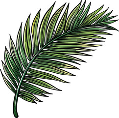 Obraz premium palm leaf illustration isolated on transparent background. 