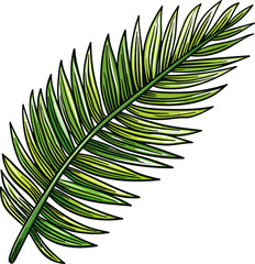 Obraz premium palm leaf vector illustration isolated on transparent background. 