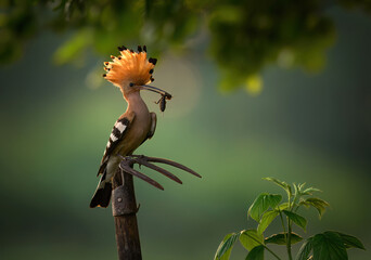 Eurasian hoopoe bird in early morning light ( Upupa epops )