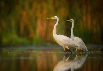 Great white egret ( Egretta alba ) close up
