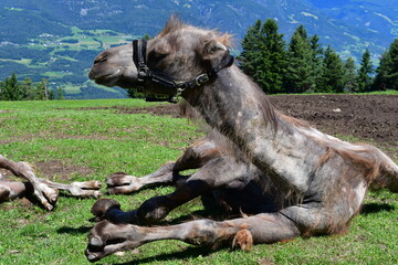 Fototapete bei efototapeten.de bestellen   