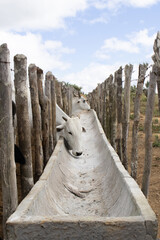 Nelore cattle in corral confinement.