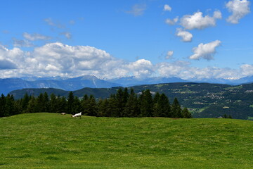 Fototapeta premium Eine Weide mit einem Alpaka bei Völs am Schlern in Südtirol 