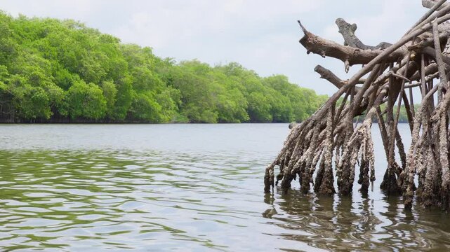 mangrove forest with river 4k background footage of wetland scenery. Can be used to represent national park reserve, tropical ecosystem or peaceful jungle