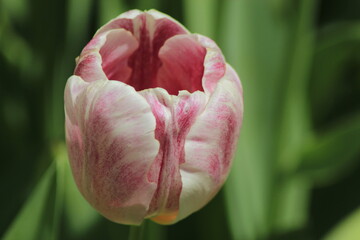tulip in the garden