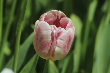 tulip