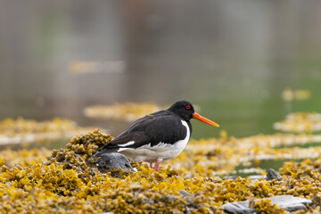 Eurasian oystercatcher (common pied oystercatcher, palaearctic oystercatcher) - Haematopus ostralegus - on ground with seaweed and water in background. Photo from Snaefellsnes Penisula in Iceland.