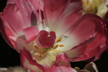 close up of pink flower