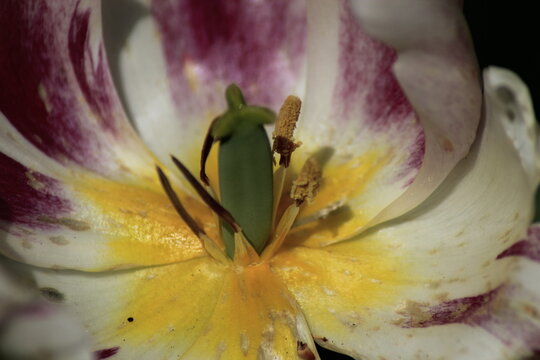 close up of tulip