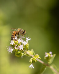 Vertical image of a honeybee gathering nectar and pollen from the flowers of an oregano plant on a warm sunny day, with a background of soft green bokeh.